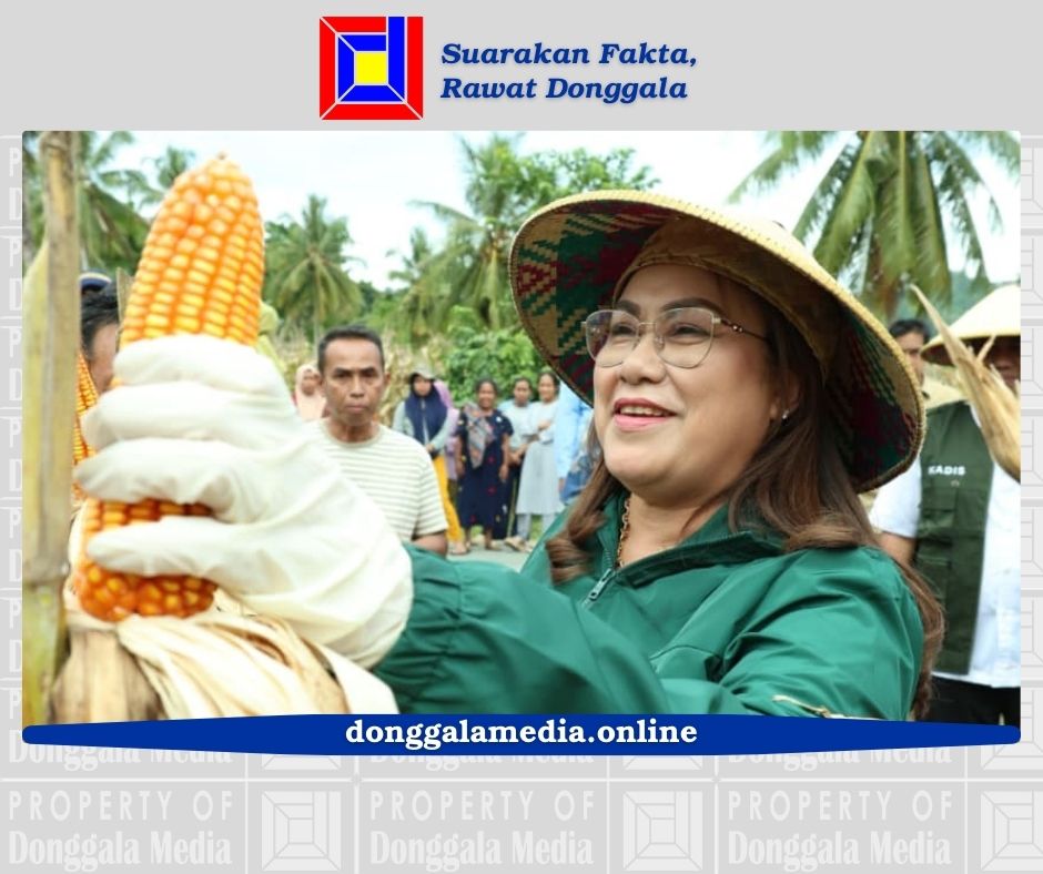 Panen Raya Jagung di Batusuya, Bupati Donggala Dorong Lumbung Pangan Desa